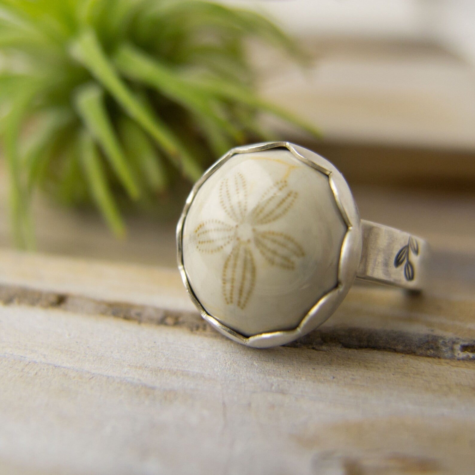 Sterling silver fossilized sand dollar ring. 