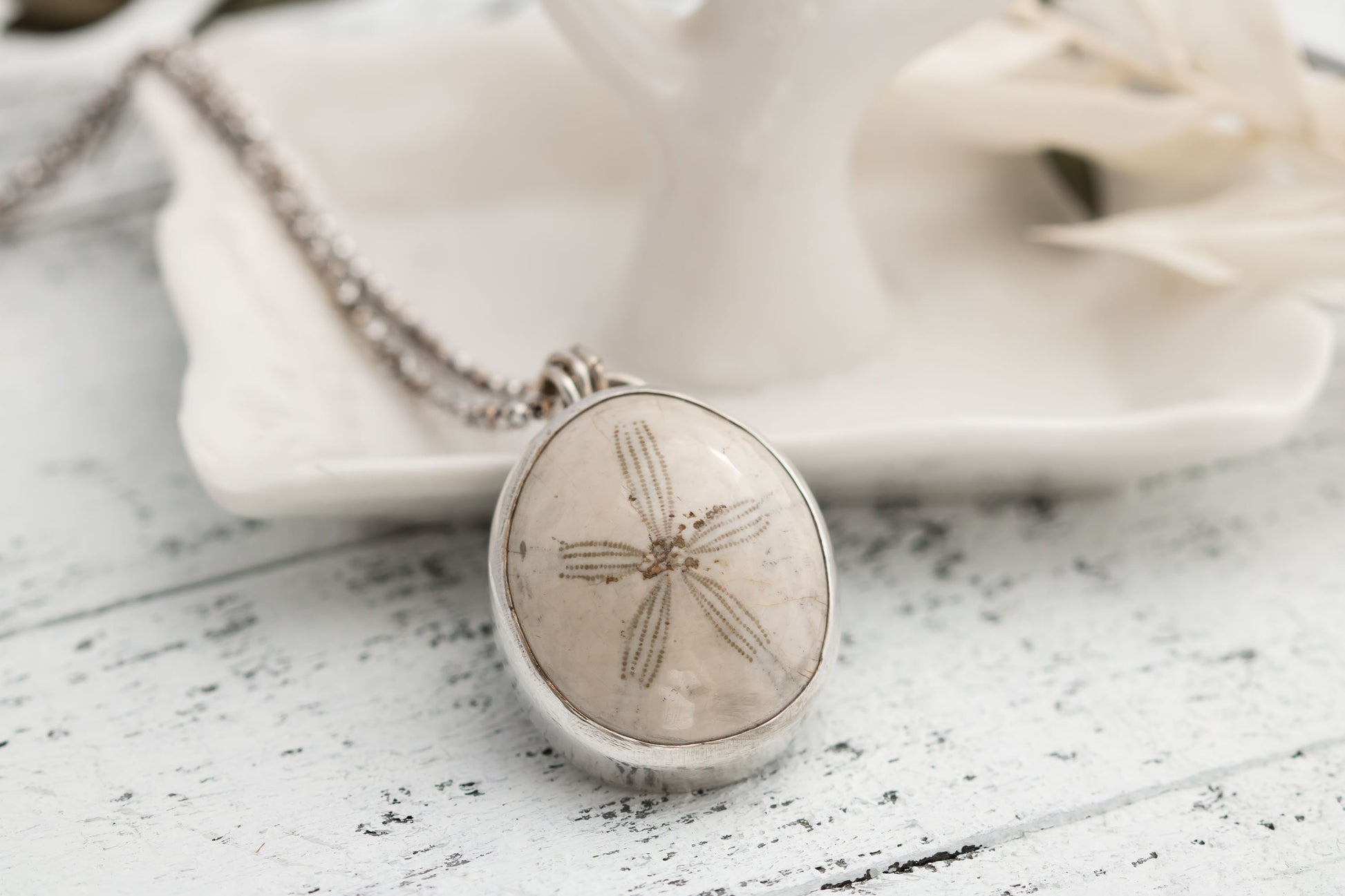 Fossilized sand dollar, sterling silver necklace .