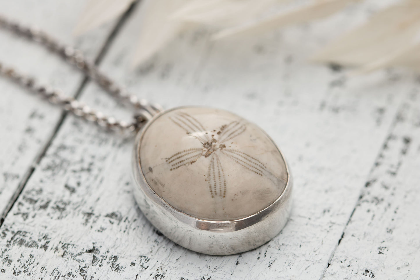 Fossilized sand dollar, sterling silver necklace. Real Fossil on a sterling silver chain.